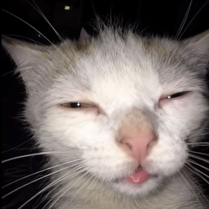 A close-up photo shows a fluffy white and tan cat with half-closed eyes and its pink tongue sticking out slightly.