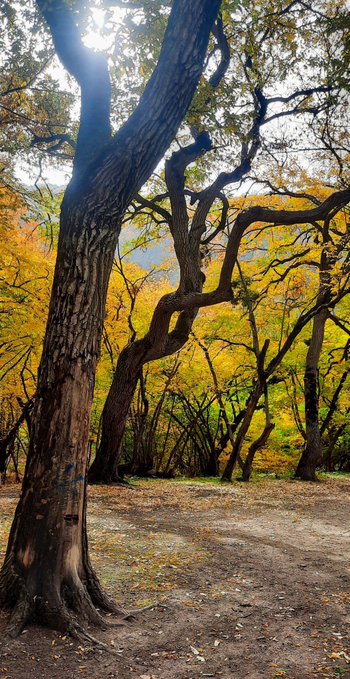 A serene forest scene with tall trees featuring golden yellow autumn foliage, sunlight filtering through the canopy onto a path covered in fallen leaves.