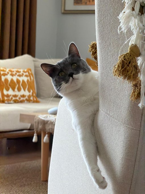 A gray and white cat peeks around the edge of a cream-colored armchair in a cozy living room setting.