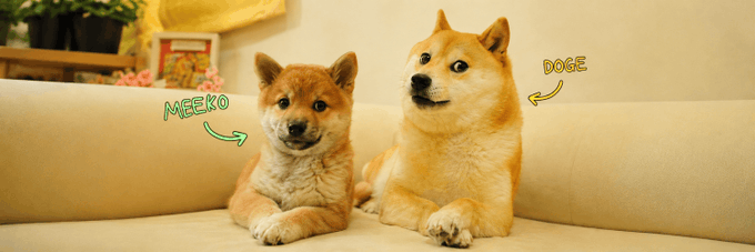 Two Shiba Inu dogs lying on a beige couch, labeled 'MEEMO' (the smaller reddish one) and 'DOGE' (the larger cream-colored one) with drawn arrows pointing to each.