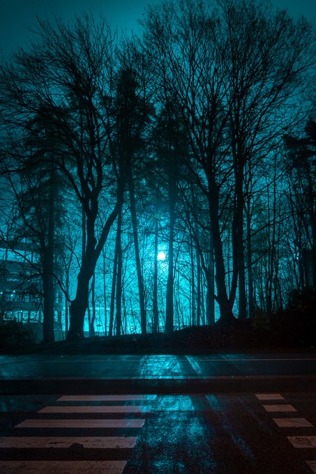 A moody, teal-tinted nighttime photograph of a foggy forest with bare trees, illuminated by a moon or streetlight, viewed from a wet street with a crosswalk.