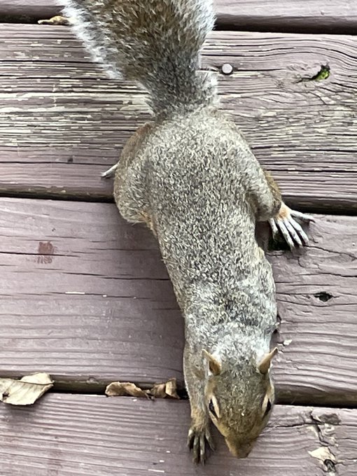 A deceased squirrel lies on its back on weathered wooden deck planks.