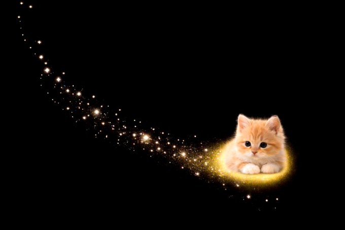 An orange kitten sits on a black background, surrounded by a glowing golden light as sparkles trail off to the upper left in a comet-like formation.
