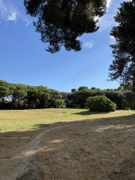 The image shows a serene park scene with a dirt path leading through lush green trees under a clear blue sky. The sun shines brightly, casting shadows and highlighting the textures of the grass and leaves. A small bush can be seen on the right side of the frame. In the background, there are houses visible in the distance, adding to the peaceful atmosphere of the park.
