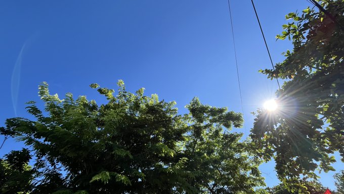 Sunlight shines brightly through the green leaves of a tree against a clear, deep blue sky, with power lines visible in the upper right.