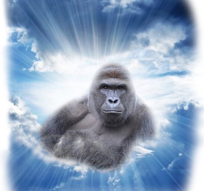A humorous, surreal digital edit showing a large gorilla positioned centrally against a bright blue sky with radiant sunbeams bursting from behind it.