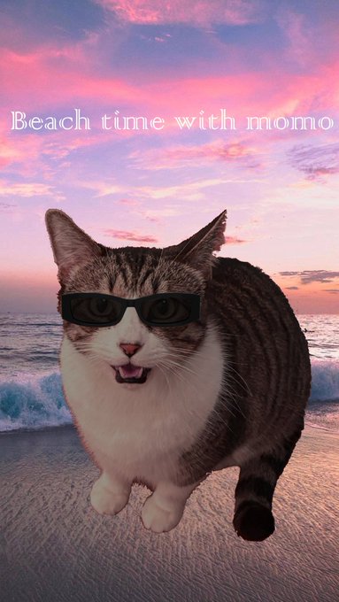 A photo-edited image of a tabby and white cat named 'Momo' wearing black sunglasses and appearing to smile with its mouth open, walking on a beach at sunset with the text 'Beach time with momo' overlaid.