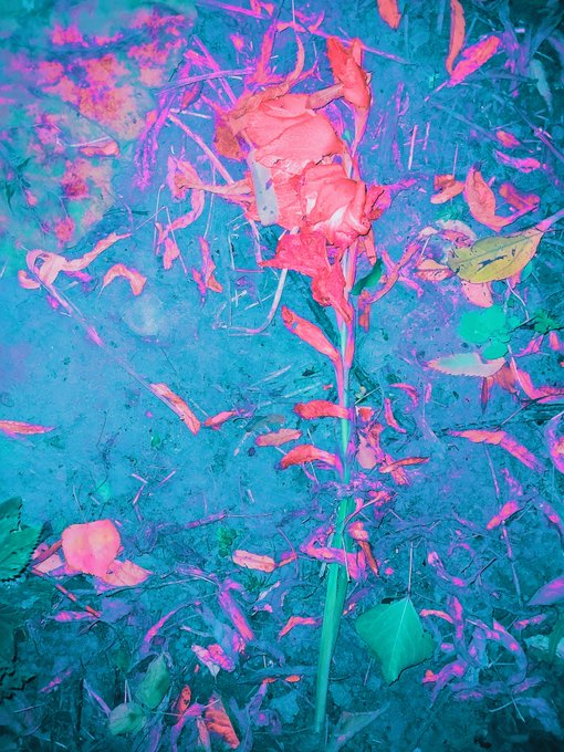 A surreal, color-inverted image of a wilting red rose standing among fallen leaves on the ground, rendered in striking magenta and cyan hues.