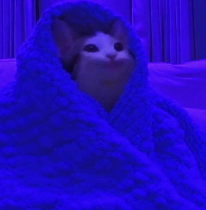 A cat with large ears wrapped snugly in a fluffy blue blanket under purple/violet lighting, looking directly at the camera with a slight smile.