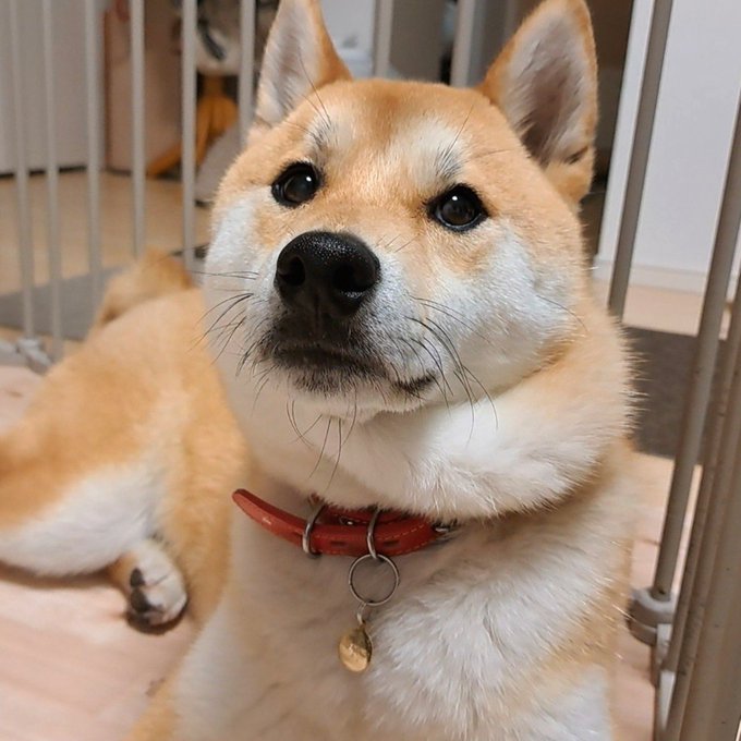 A fluffy Shiba Inu with tan and cream fur sits behind a gate wearing a red leather collar with a small bell charm, looking up with a soft, sweet expression—perfectly matching the "chewy-mochi" nickname with its rounded, plush-like face and gentle demeanor.