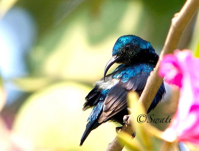 A close-up photograph of a small sunbird with iridescent blue plumage perched on a branch, with the watermark '©Swati' visible in the corner.