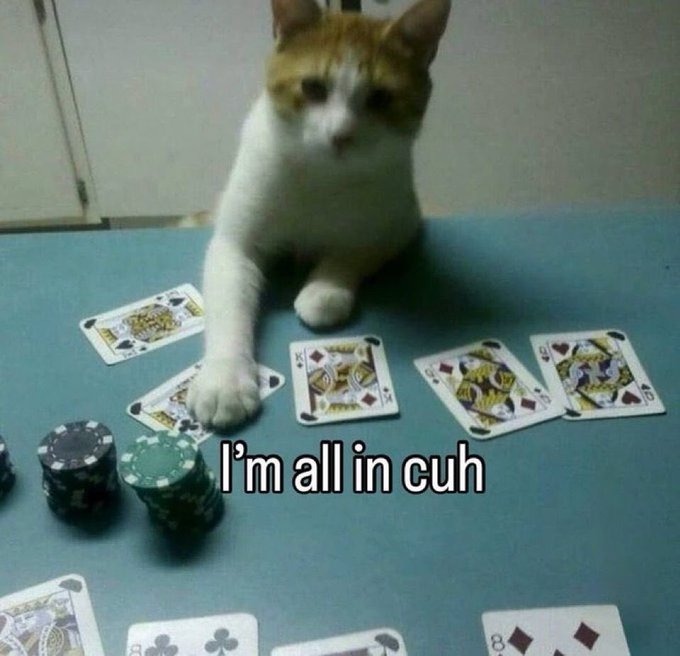 A meme of a cat at a poker table with its paw on playing cards, captioned 'I'm all in cuh' next to stacks of poker chips.