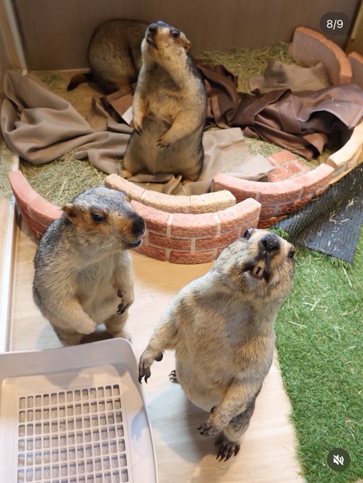 Three prairie marmots stand upright in an enclosure with hay and a brick-shaped feeding area, with an '8/9' indicator visible in the corner.