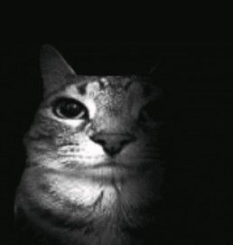 A black-and-white close-up photograph of a cat with large eyes looking directly at the camera.
