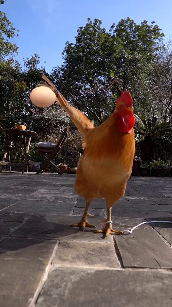 The image features an orange rooster standing on a patio or sidewalk with its wings spread wide open as if it's playing a video game. The rooster has a light bulb attached to one of its feet, which appears to be a part of a gaming setup. This unusual scene captures the attention of viewers and sparks curiosity about what the rooster is doing in this context.
