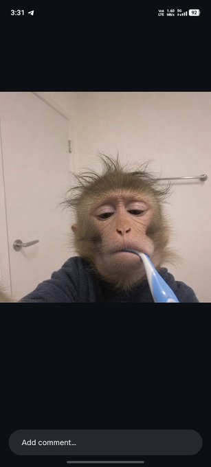A selfie of a monkey brushing its teeth with a blue toothbrush in a bathroom, shown within a social media interface showing the time 3:31.