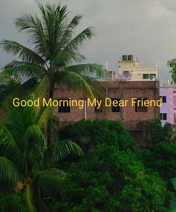 A morning scene showing a coconut palm tree and buildings, overlaid with yellow text reading 'Good Morning My Dear Friend'.