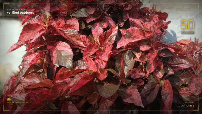 A close-up of red and pink leaves on a bush with overlay text including 'PROOF OF WORK verified outdoors' and 'DAY 50'.