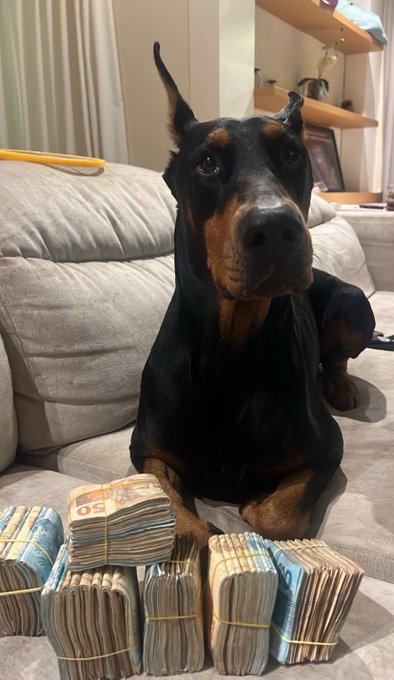 A Doberman Pinscher dog sitting on a couch with several large stacks of bundled cash placed in front of it.