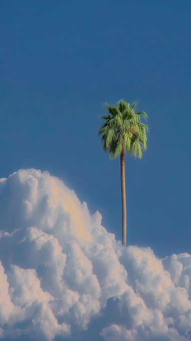 The image features a tall palm tree with green leaves standing alone against a blue sky filled with white clouds. The photo has been edited to include a caption that reads, "✦ objkt weekly recap #proofofpalm and #proofofpalm2026 by @absurdeity invited artists to reimagine the palm tree through their own visual language". This creative alteration of the image adds an artistic touch while still maintaining the essence of the original photo.