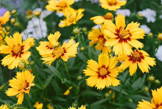 A close-up photograph of bright yellow flowers with red centers blooming in a garden with green foliage.