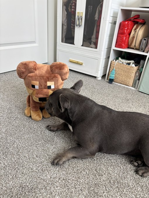 A gray French Bulldog puppy rests on a beige carpet, sniffing or interacting with a brown plush bear toy, with a white cabinet and storage shelf in the background.