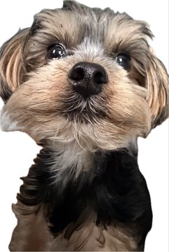 A close-up of a small Yorkshire Terrier with a curious, attentive expression, paired with the post's bullish message "This is a bulls rally, Long your longs and carry on."—the dog's wide-eyed, eager gaze mirrors the optimistic, confident sentiment of staying long in a rallying market.