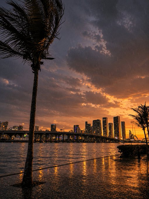 The image shows a city skyline at sunset, with a large palm tree near the water's edge. The sky has an orange hue, creating a beautiful backdrop for the cityscape. The photo captures the essence of a serene evening by the waterfront, evoking feelings of relaxation and tranquility.