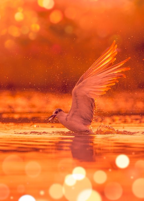 A seagull with wings spread wide splashes through shallow water, dramatically lit with intense orange and golden bokeh light effects against a glowing background.