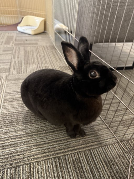 A black rabbit sits on a patterned carpet near a wire enclosure, with a small litter box visible in the background.