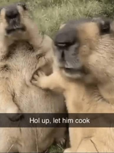 A viral meme showing two baboons, with one reaching toward the other as if preparing to strike, captioned 'Hol up, let him cook'.