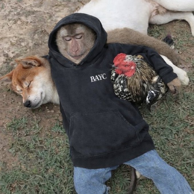A monkey wearing a black BAYC (Bored Ape Yacht Club) hoodie cuddles with a sleeping dog and a rooster on the ground, while another dog rests nearby. The "BAYC" text on the hoodie ties into the "MEMBERS" caption, highlighting the monkey as part of the Bored Ape Yacht Club's members.