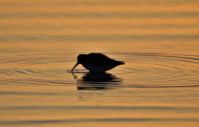 Silhouette of a shorebird wading in shallow water, its beak touching the surface and creating concentric ripples, set against a warm golden-orange sunset background.