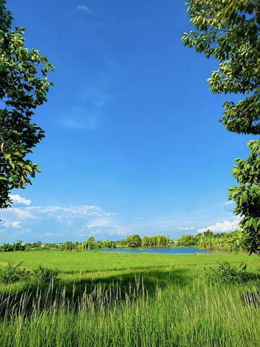A serene landscape photograph showing a vibrant green grassy field and a small lake under a bright blue sky, framed by leafy tree branches in the foreground.
