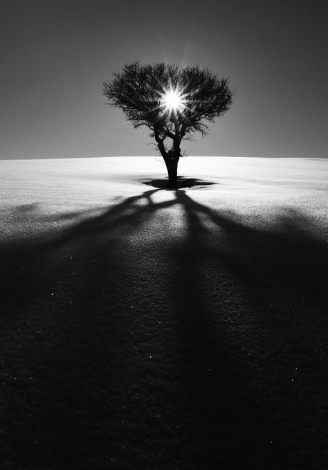 A high-contrast black and white photograph of a solitary bare tree on a field with the sun shining through its branches, casting a dramatic long shadow toward the viewer.