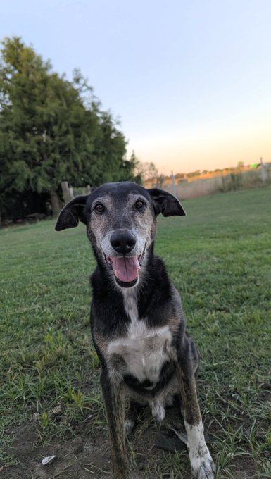 The image shows a black and white dog sitting in a grassy field with its front paws resting on the ground, looking at the camera with an open mouth as if posing for a photo. The background features trees and a fence, creating a natural setting for the scene. The caption of the image reads "$SOL is catching fire again while the majors sleep not some random meme pump. Real protocol updates rolling out quietly because the infrastructure finally feels ready". This statement seems unrelated to the dog sitting in the field but could be interpreted as an attempt to make the image more interesting or humorous by connecting it with a popular meme or current event.