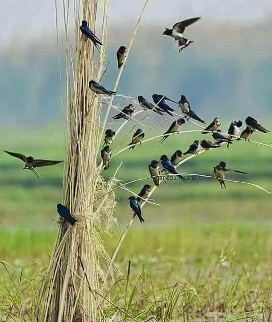 A nature photograph captures numerous swallows perched on dry grass stalks with one bird in flight, set against a blurred green field background, watermarked 'BankoSanath'.