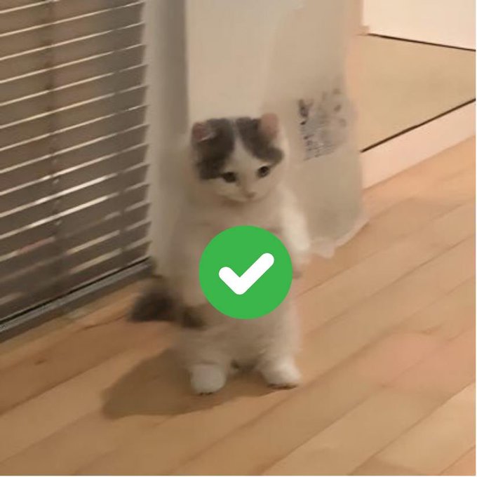 A kitten stands on its hind legs on a wooden floor, peering out from behind a plastic bag, with a green checkmark emoji overlaid on the image. The checkmark visually represents the "approved" caption, playfully suggesting the cat has given its stamp of approval.