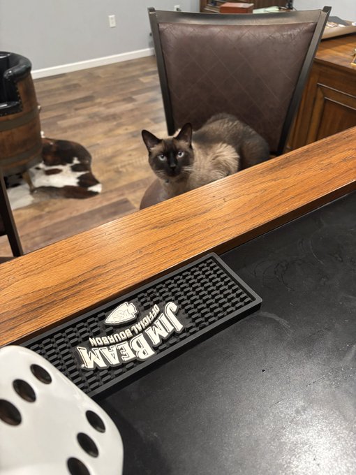 Two cats sit on the floor behind an office chair, with one Siamese cat looking directly at the camera, while a Jim Beam Original Sour bar mat rests on a dark countertop in the foreground.