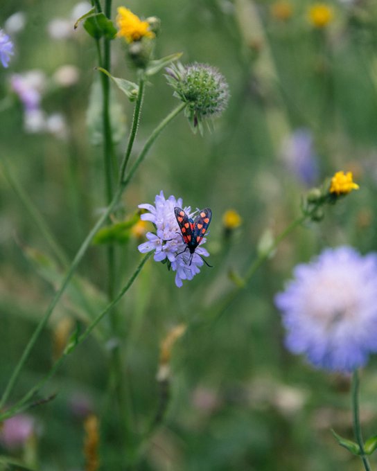 A vibrant photograph captures a black and orange butterfly resting on a light purple pincushion flower, surrounded by green foliage and small yellow blooms.