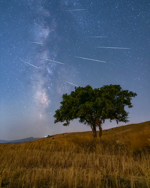 A nighttime astrophotography shot featuring a silhouetted tree on a grassy hillside under a starry sky with the Milky Way and visible meteor streaks.