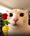 A close-up photo of an orange and white cat looking at the camera while holding a small yellow hand figurine with a red rose.