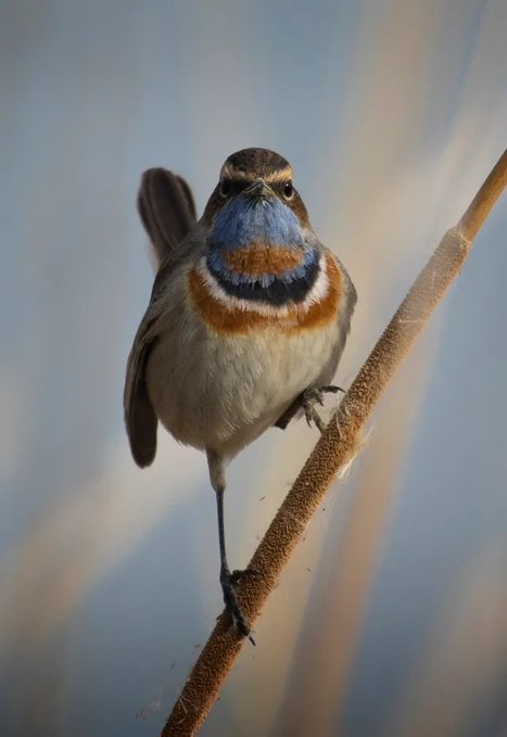 A small bird with a striking blue throat patch, rust-colored chest band, and brown upperparts perches on a diagonal plant stem, gazing directly at the camera with its tail cocked upward.