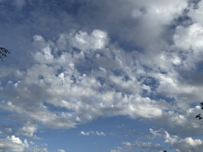 A daytime view of a blue sky filled with scattered white cumulus clouds.