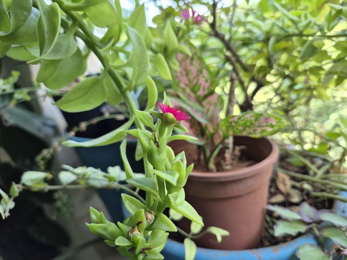 A close-up photograph shows a potted succulent plant with a bright pink flower bud, surrounded by other green foliage and a terracotta pot.