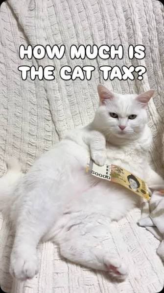 A humorous image of a white cat lounging on its back holding a stack of cash (with '50000' visible on the bills) with the caption 'HOW MUCH IS THE CAT TAX?'.