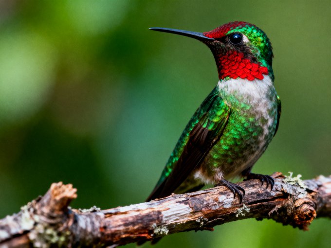 A close-up photograph of a ruby-throated hummingbird with iridescent green feathers and a bright red throat, perched on a lichen-covered branch.