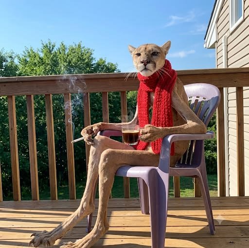 A surreal AI-generated image of a cougar wearing a red knitted scarf, sitting upright in a plastic chair on a deck while holding a cigarette and a cup of coffee.