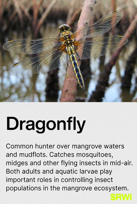 An informational graphic titled 'Dragonfly' from SRWI describes the insect as a common hunter over mangrove waters, noting it catches mosquitoes and midges.