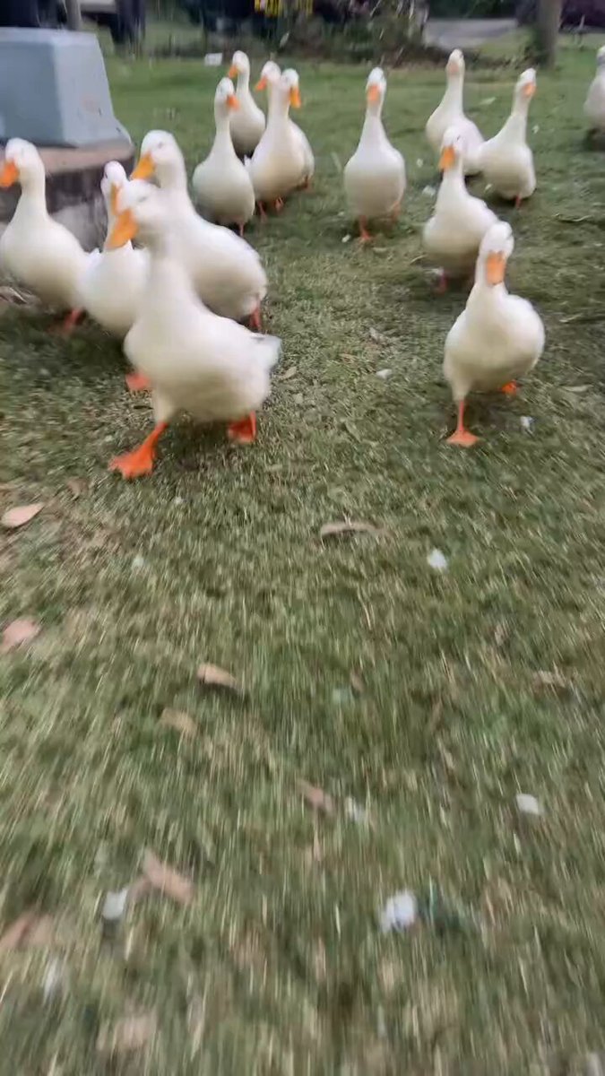The image shows a group of white ducks walking across a grassy field, with some ducks standing still while others are moving around. There are at least 12 ducks visible in the scene. The photo has been edited or filtered, giving it a slightly blurred appearance that emphasizes the movement and activity of the birds as they walk on the grass.